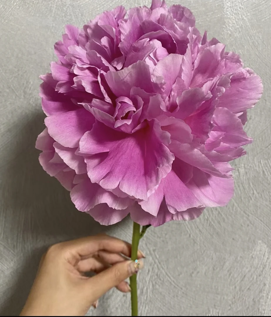 伽玛芍药 粉色进口大花芍药种苗2-3芽