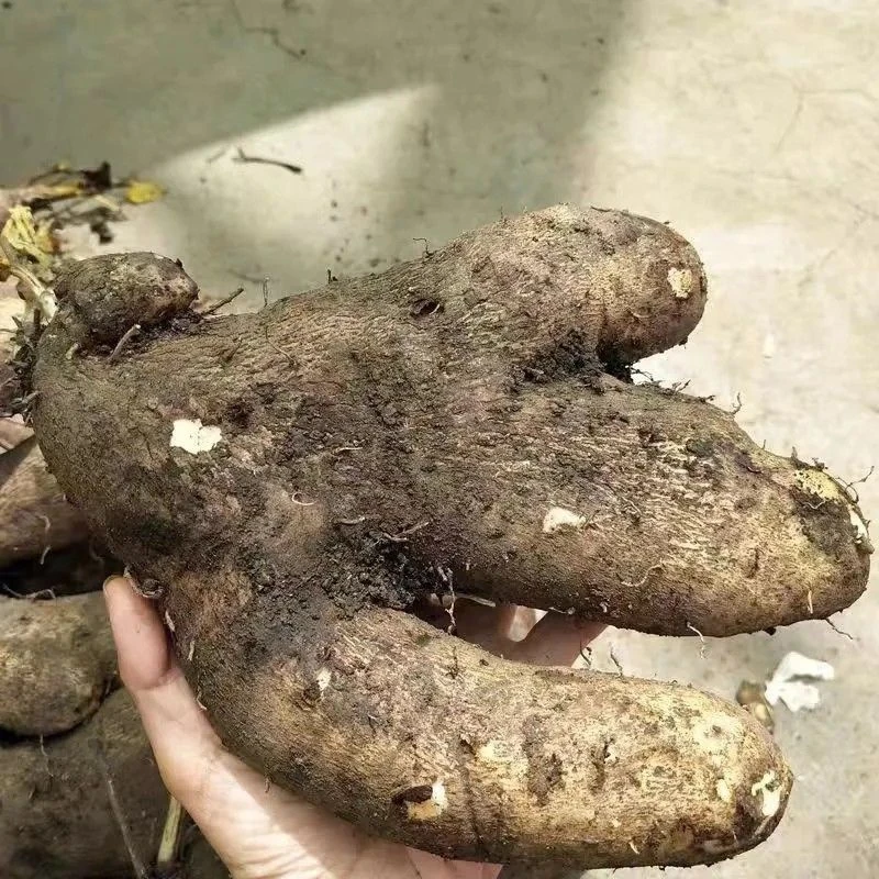 农家老品种白薯脚板薯