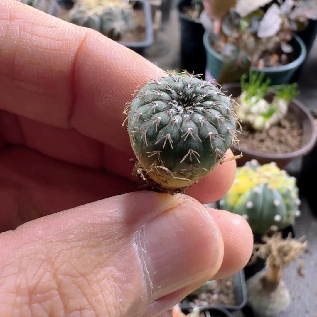 802大型士童脱土发货
