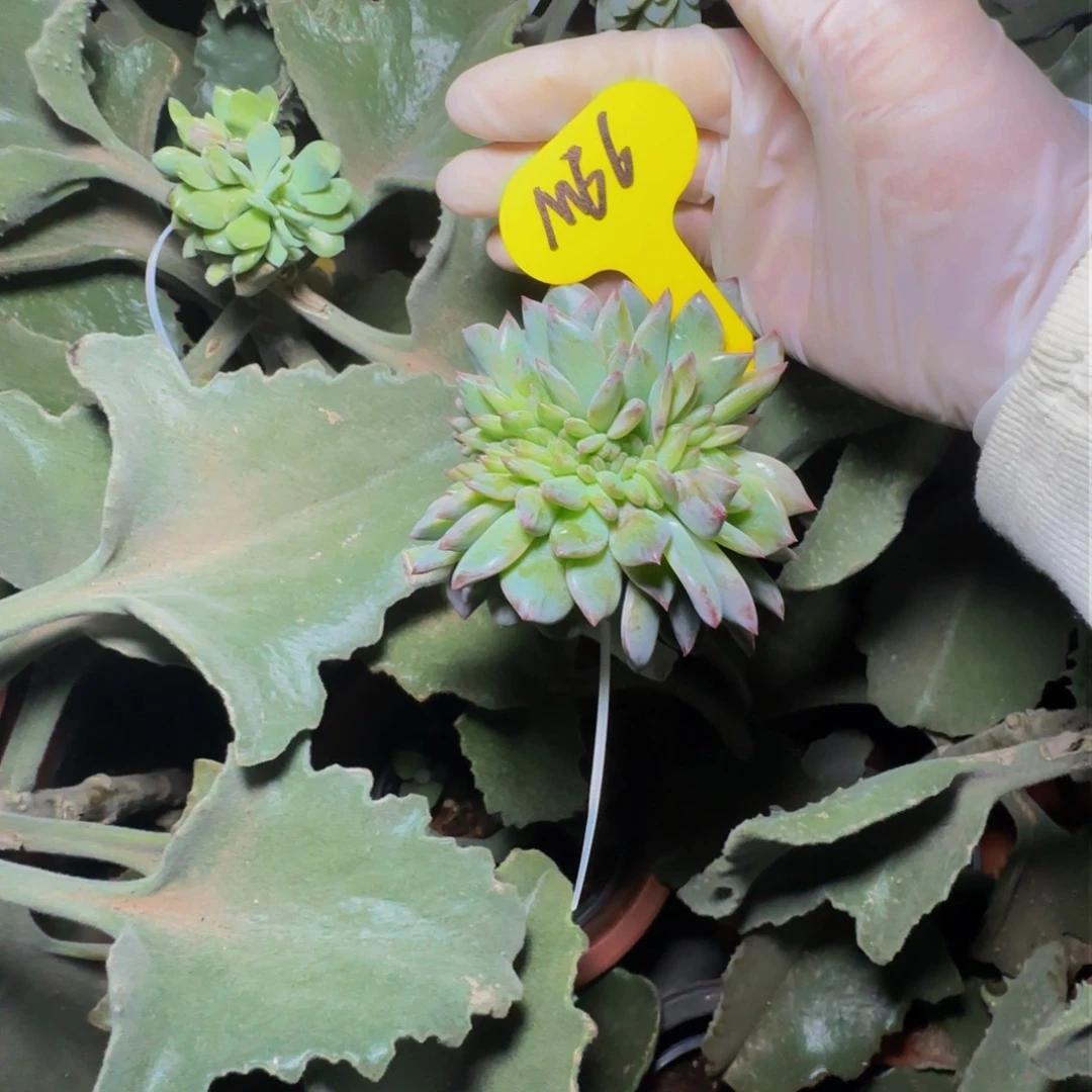 贤*m66这颗寄养不发货