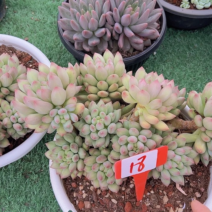 郁***仔18言带盆一个多肉植物