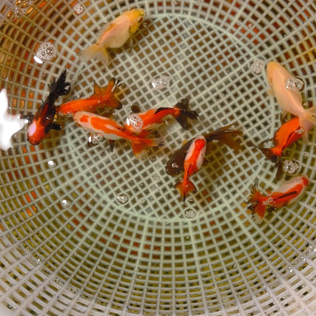 海水鱼花泰狮金鱼13