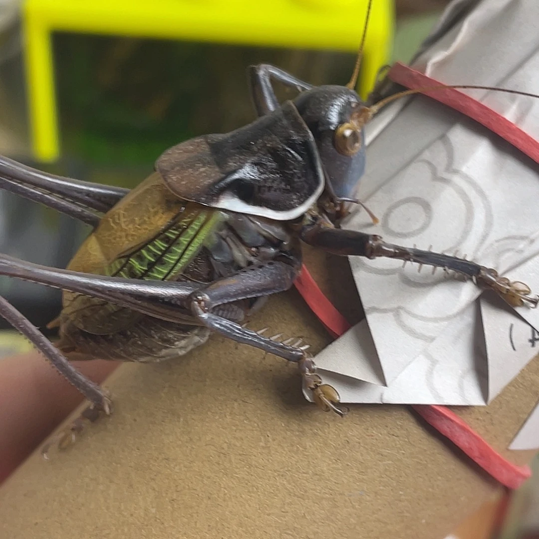 蝈蝈福利蝈蝈小憋眼一只