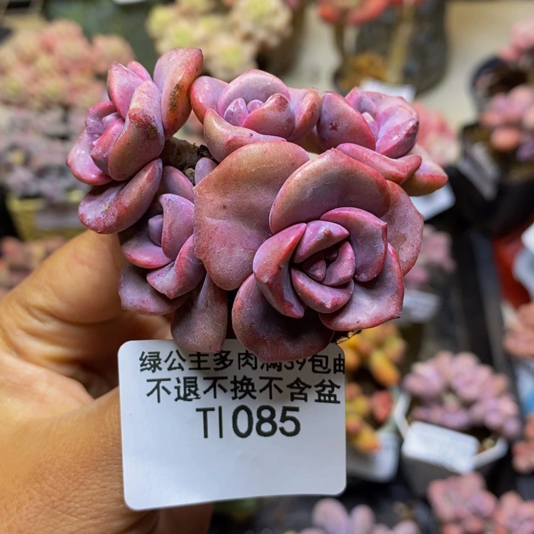 085彩虹糖多肉4cm