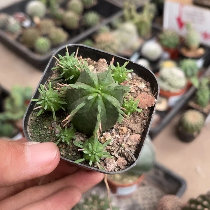 当前无花栽培后可以开花火麒麟仙人球植物