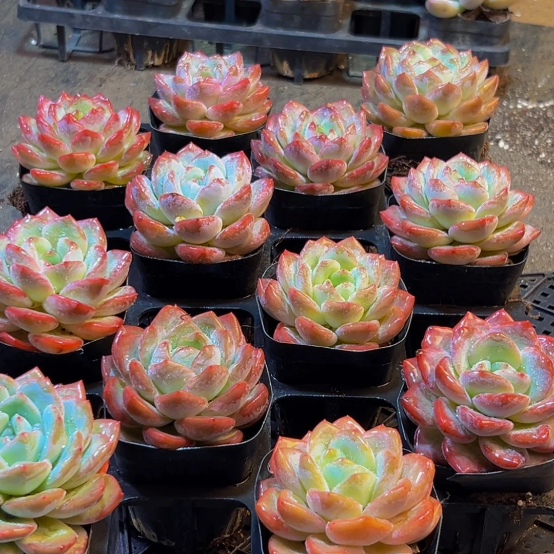 555的最后一天了啊我的