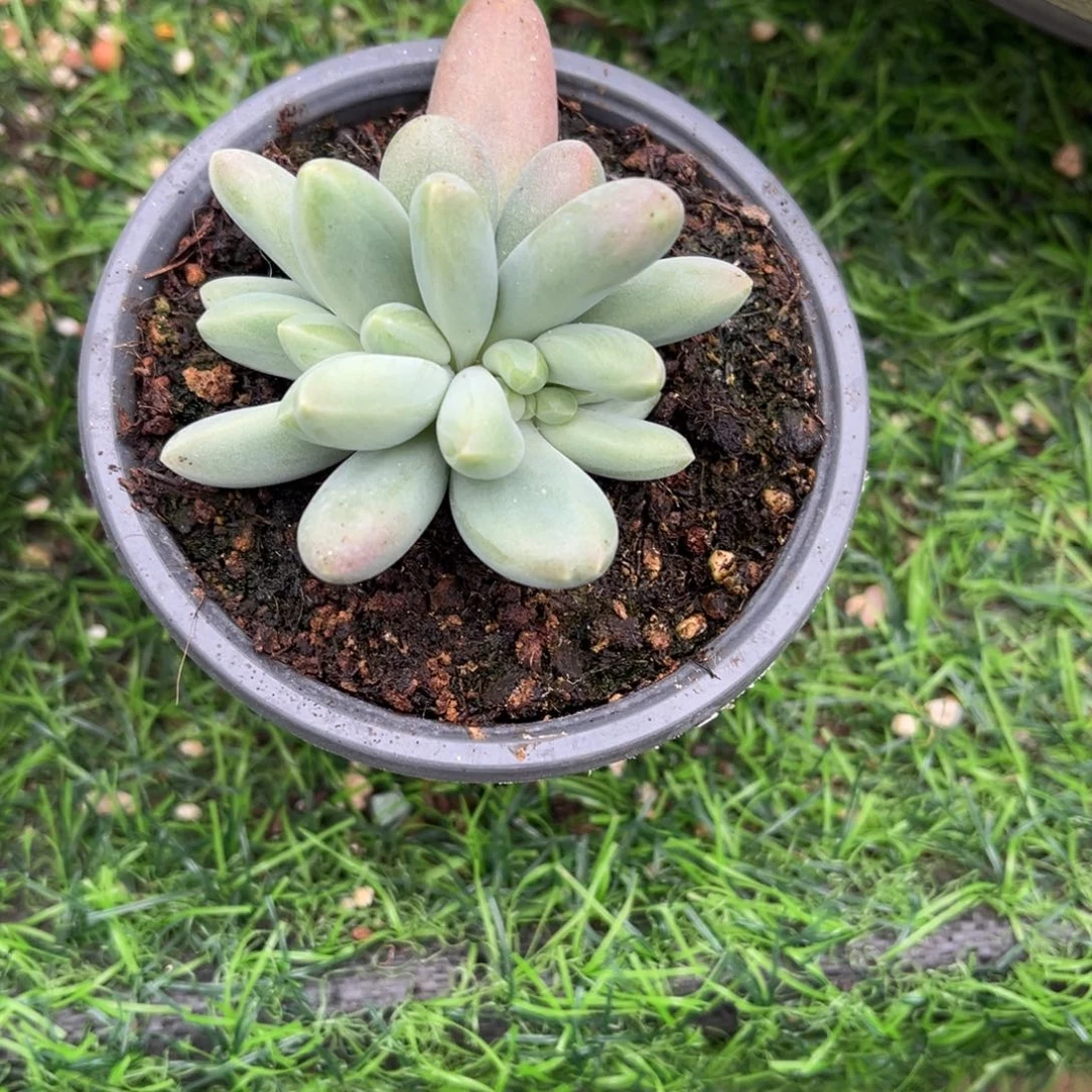 摘***陈多肉植物欧若拉缀化