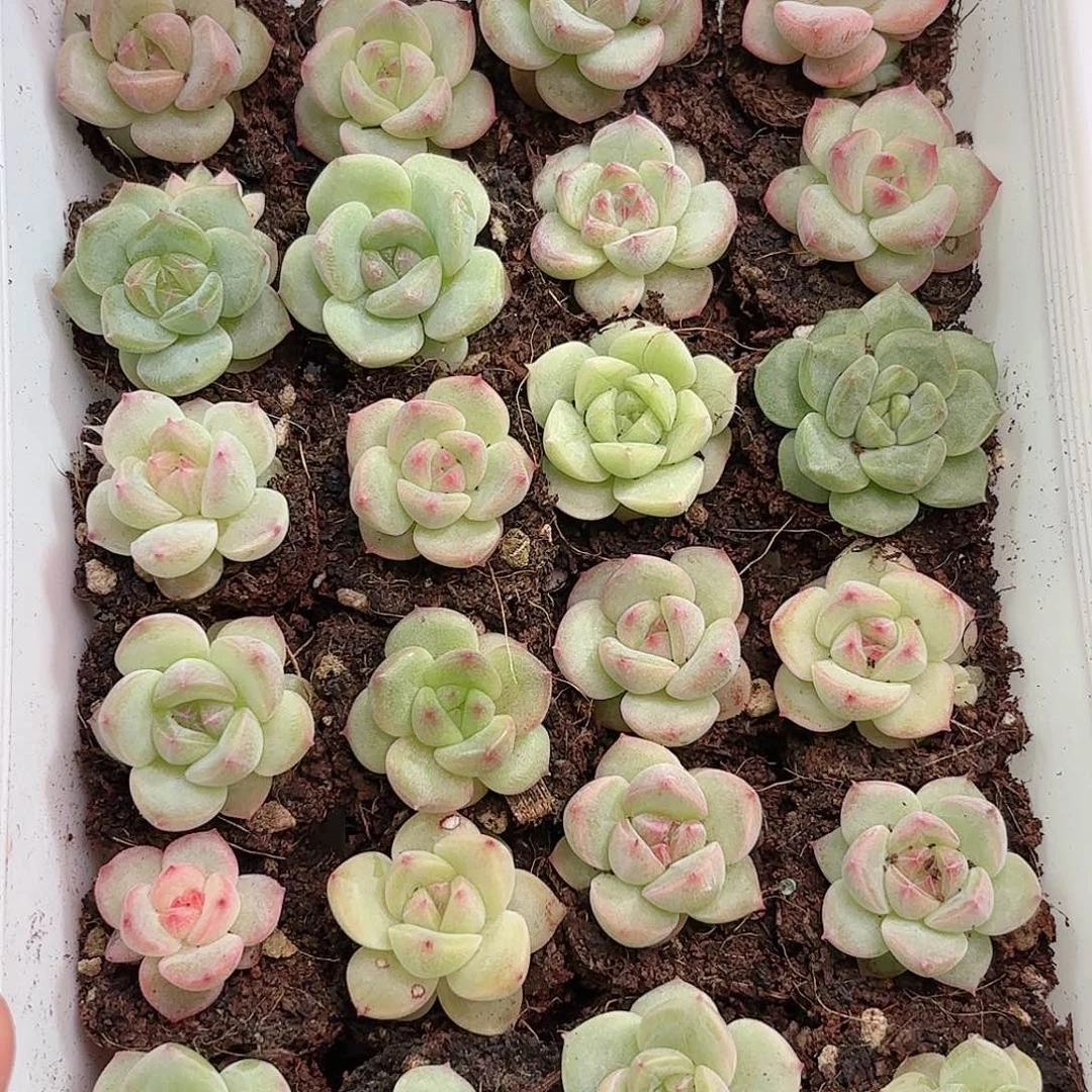 小*圆237 如图品质 20颗新疆西藏内蒙不发货