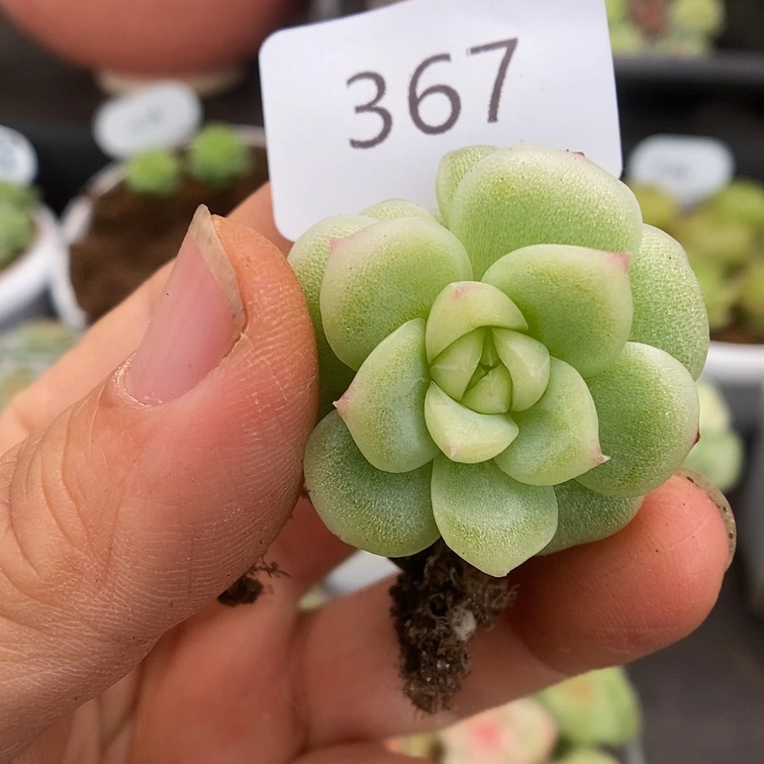 一物一拍一物一拍926-367