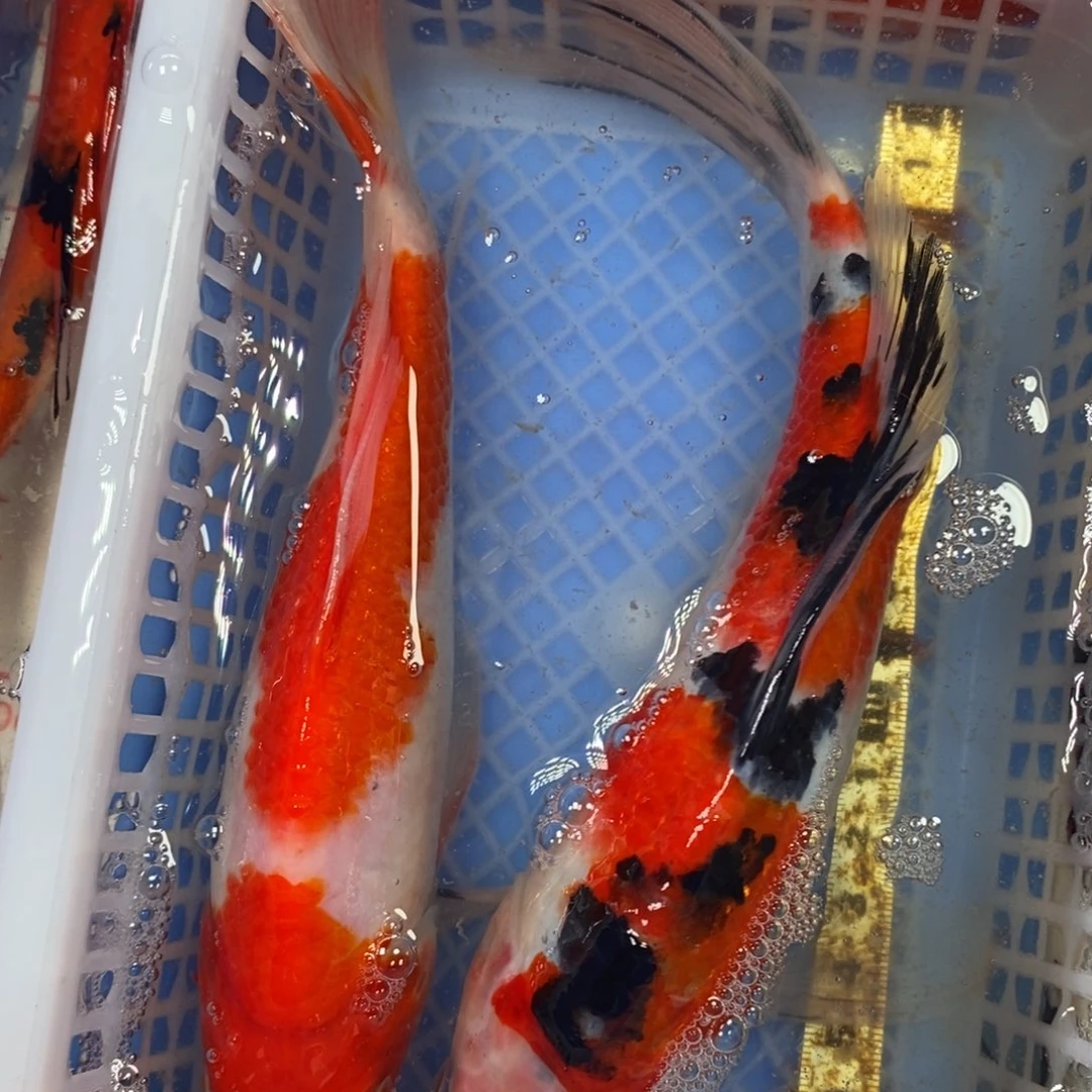 锦鲤冷水锦鲤包邮