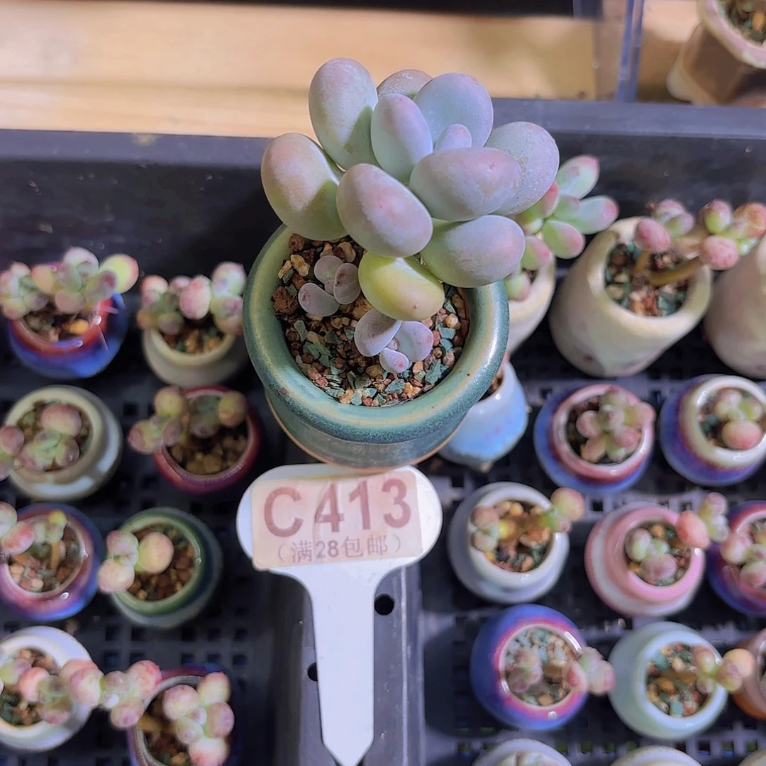 C413大叶彩虹奶一物一拍