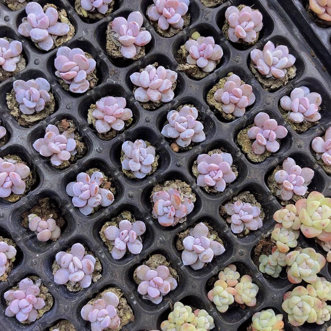 雪莲三颗一组量拍111