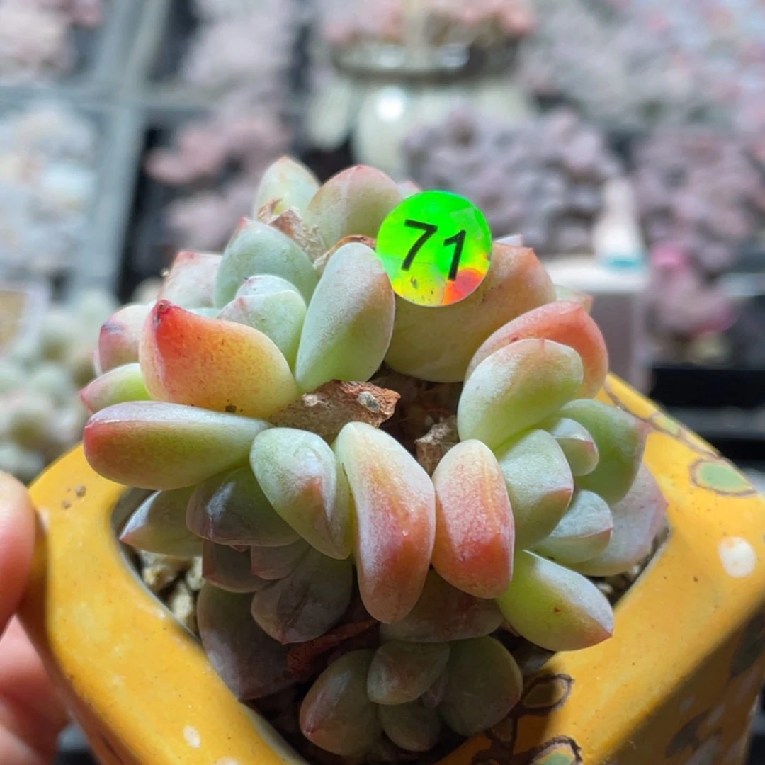 冰玉多头多肉植物