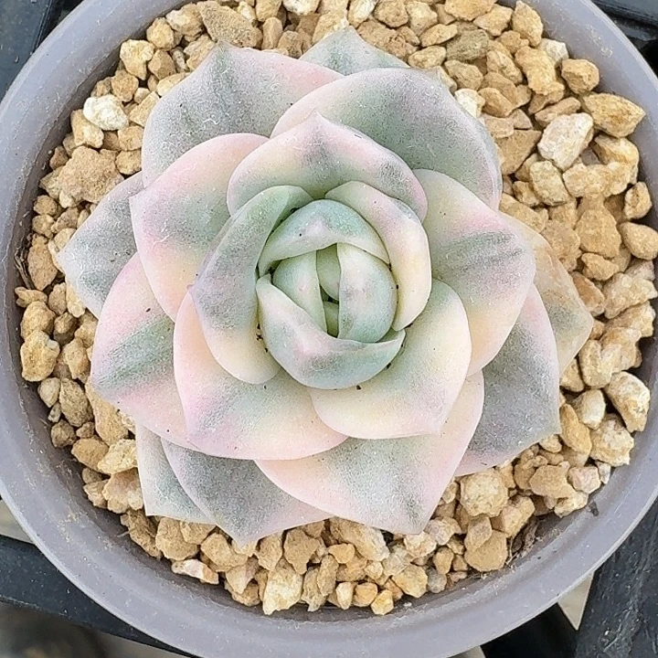 可爱玫瑰红锦一物一拍