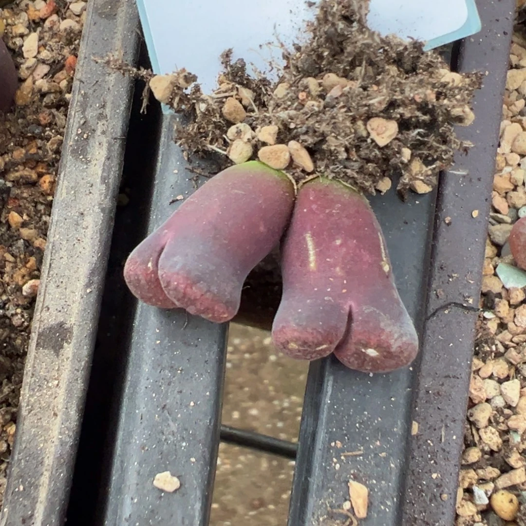 18-21肉锥多肉植物，