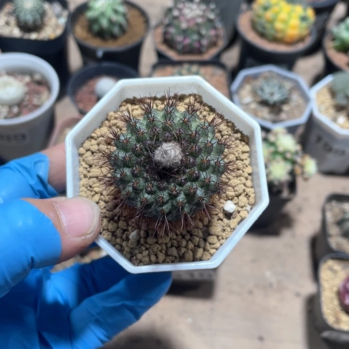 须****ᐝ538实生蜈蚣丸仙人球