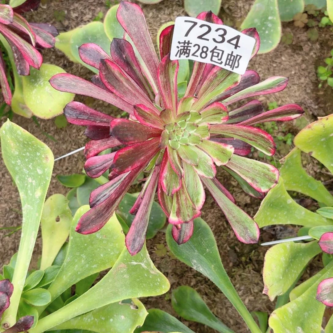 用****5B. 7234同花顺多肉