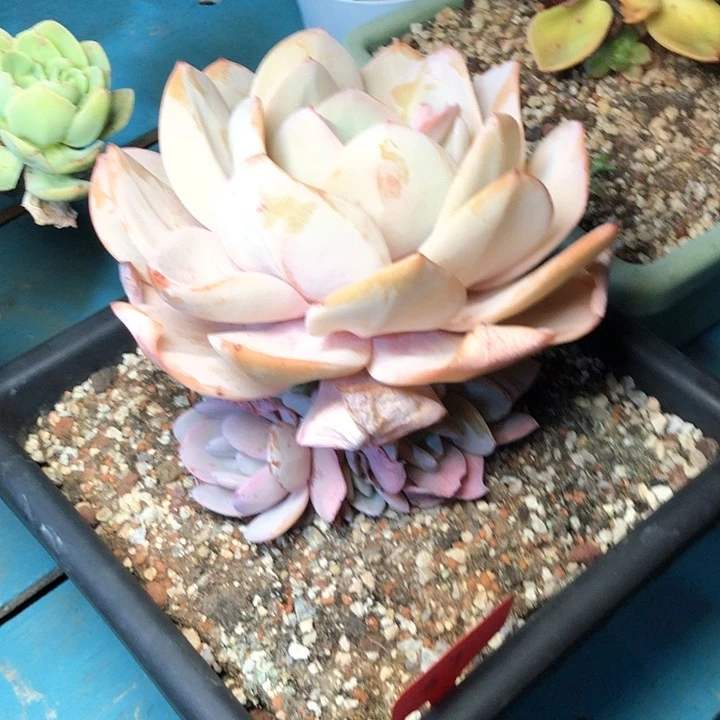 一*鱼97///////////////////