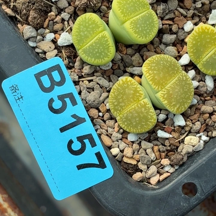 5157c48绿光阳两颗母本株