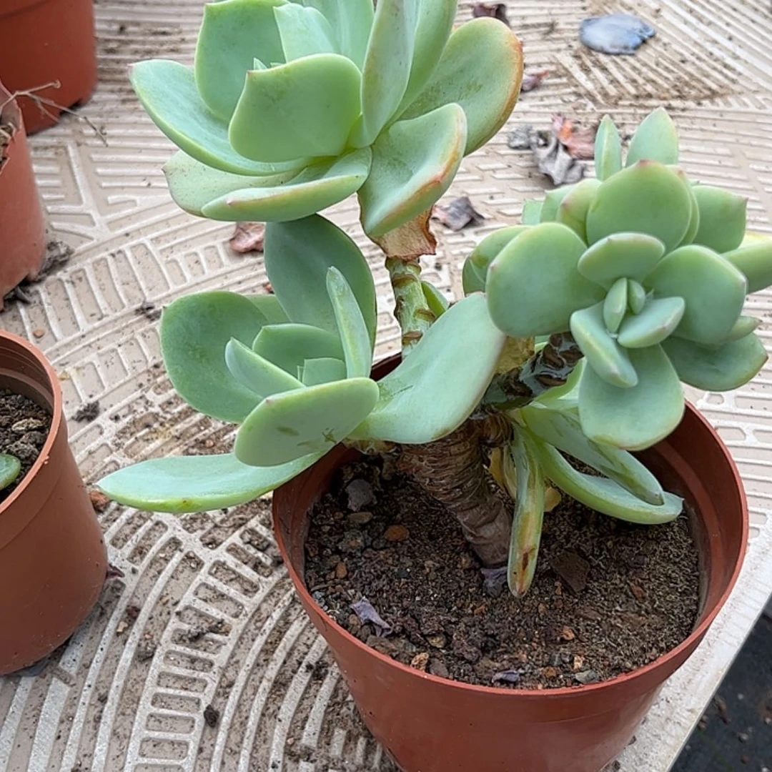 【闪购商品】无花朵۵****