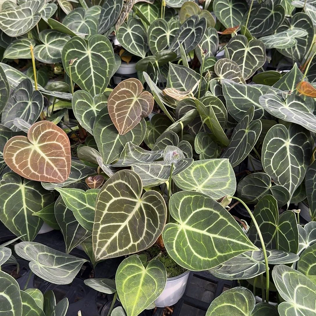 不开花植物密纹克莱恩可挑