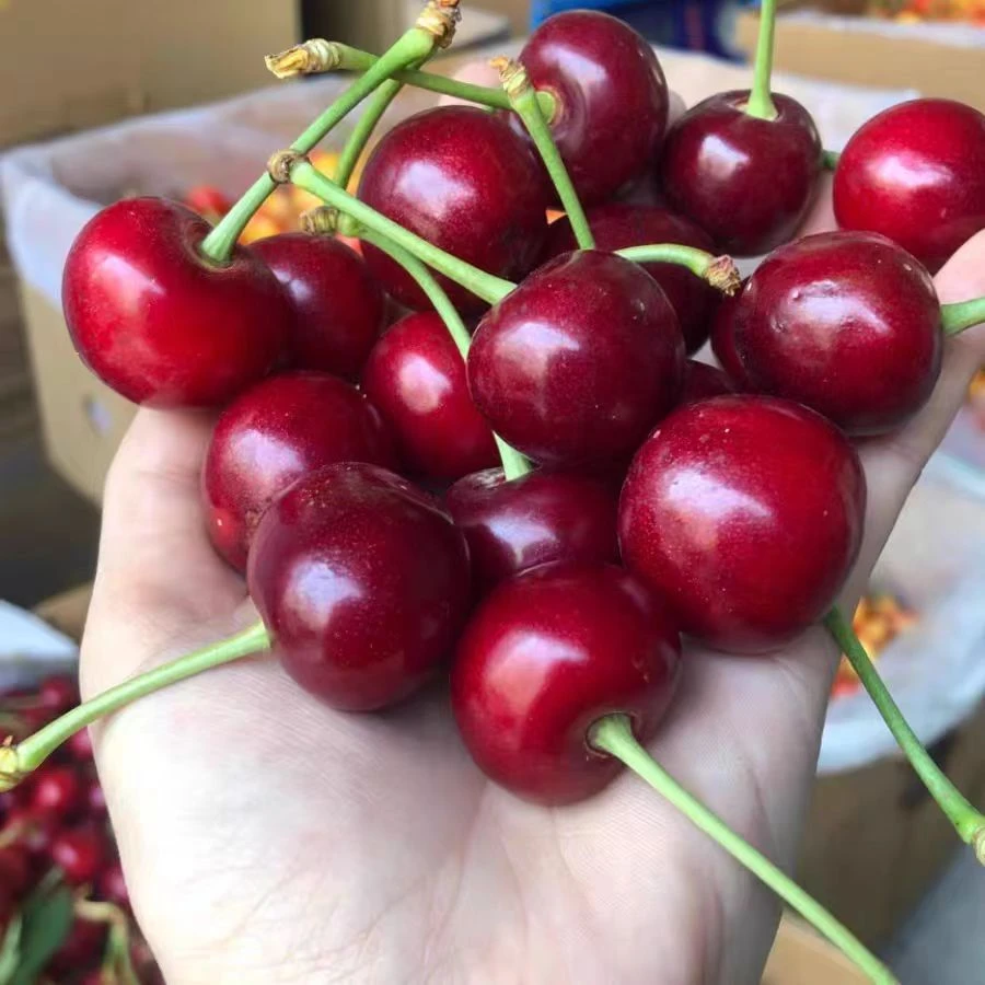 d《当季现摘限量大连樱桃》巴托大果 特大果J顺丰空运次日达约3斤－4.5斤坏果包赔（掉把不影响食用）大连樱桃