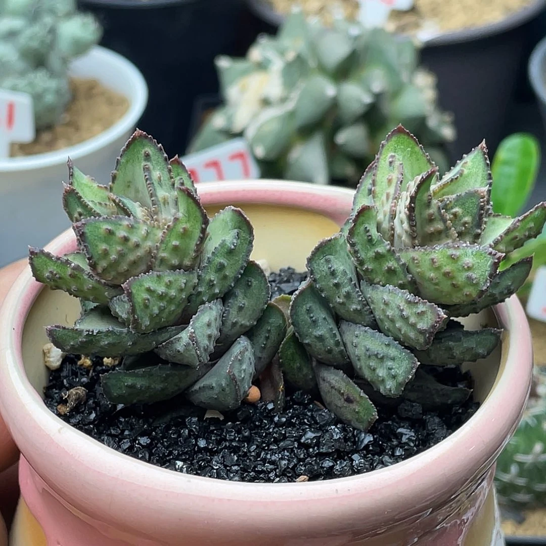 无花朵实生双头强尤炎之塔