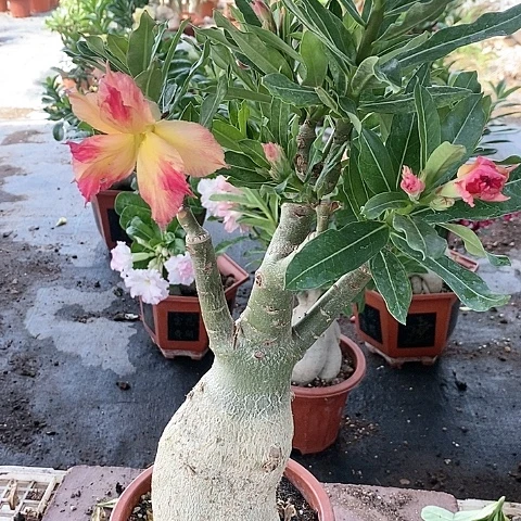 【闪购商品】无花朵芬*