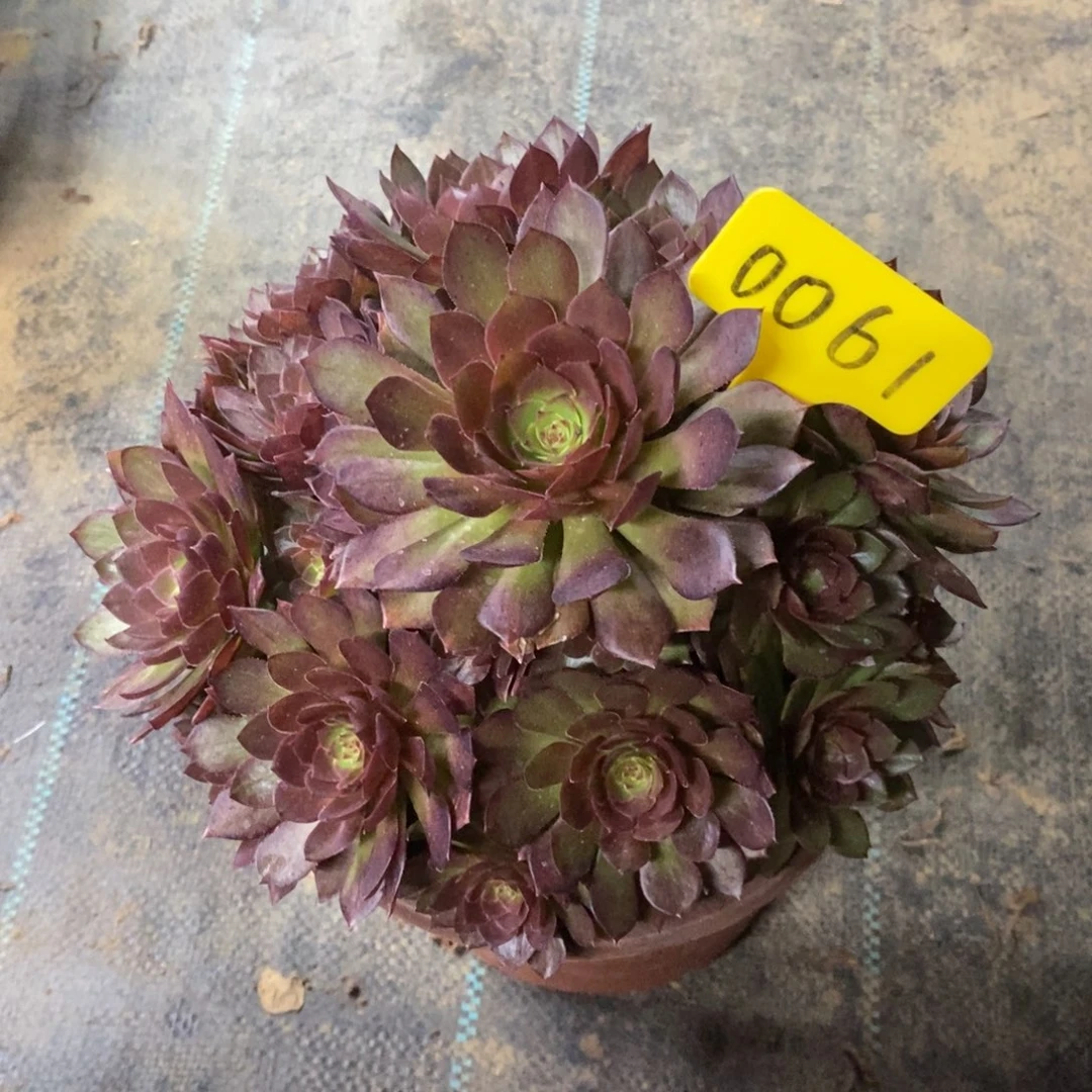 红陶0061红魔多肉法师