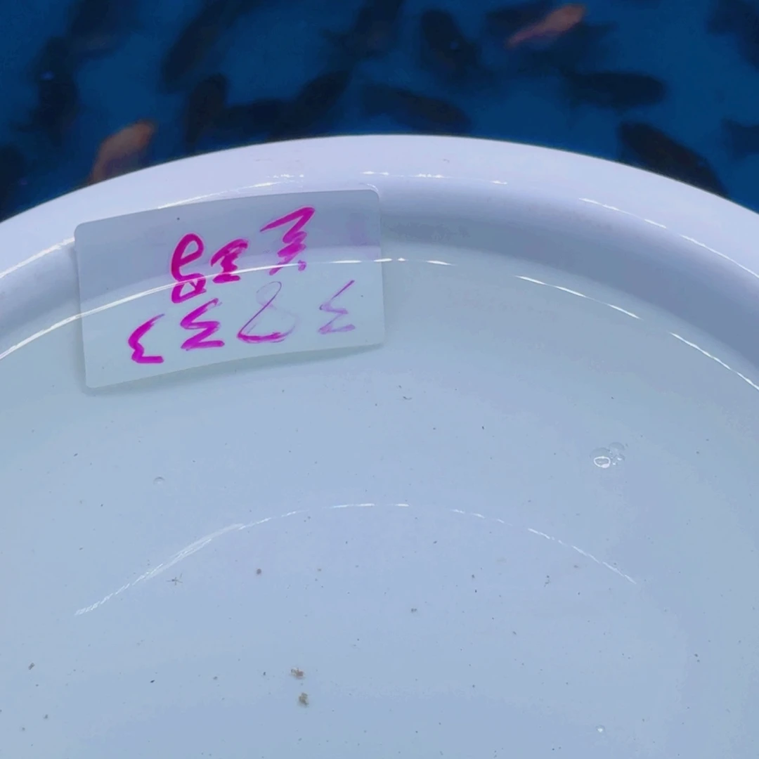 斑马鱼玛丽包邮到家1472