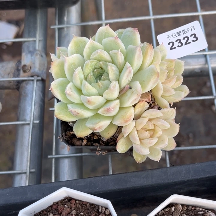 阿雅园艺。         2323白底女王