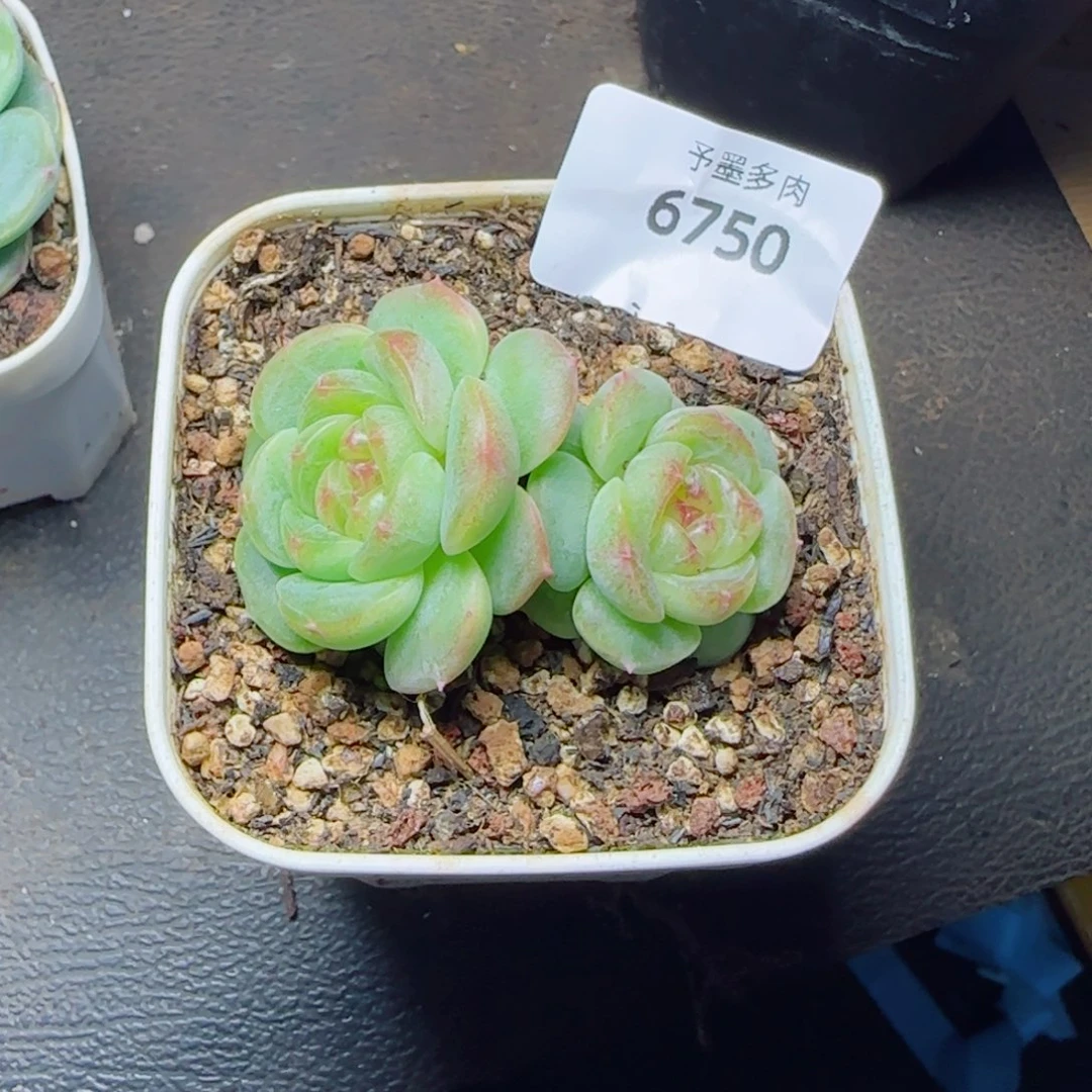 用***1甜心，6750多肉植物