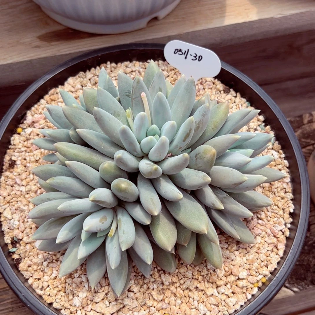 T****。0511-30哥特萝莉