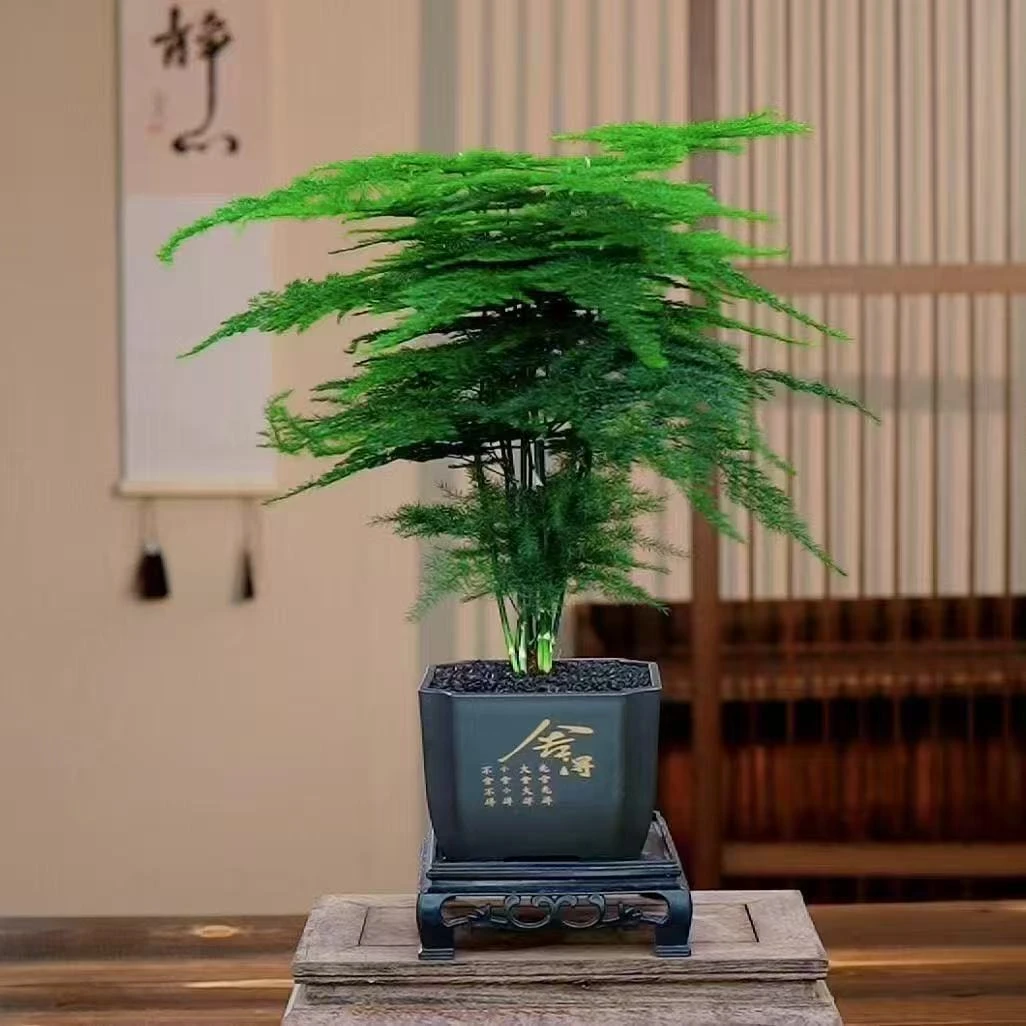 PZ文竹盆栽室内外通用四季常青好养护客厅办公室绿植花卉