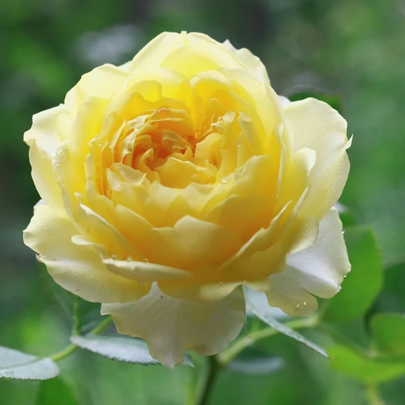 金丝鹊 一盆多棵 丰花勤花 室内室外盆栽地栽月季 玫瑰花