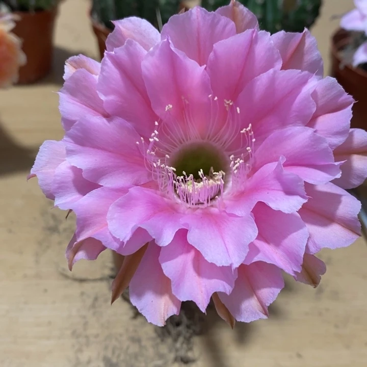 安****馆彩草仙人球系列