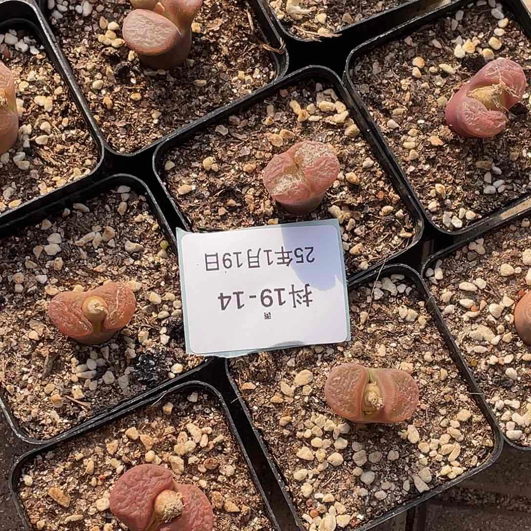 .*嘟19-14肉锥多肉植物