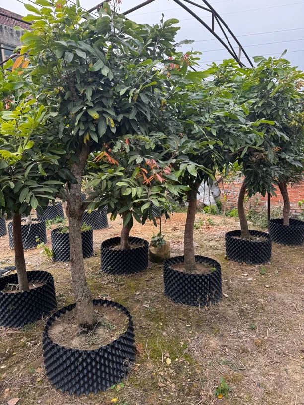 一物一拍；盆栽地栽