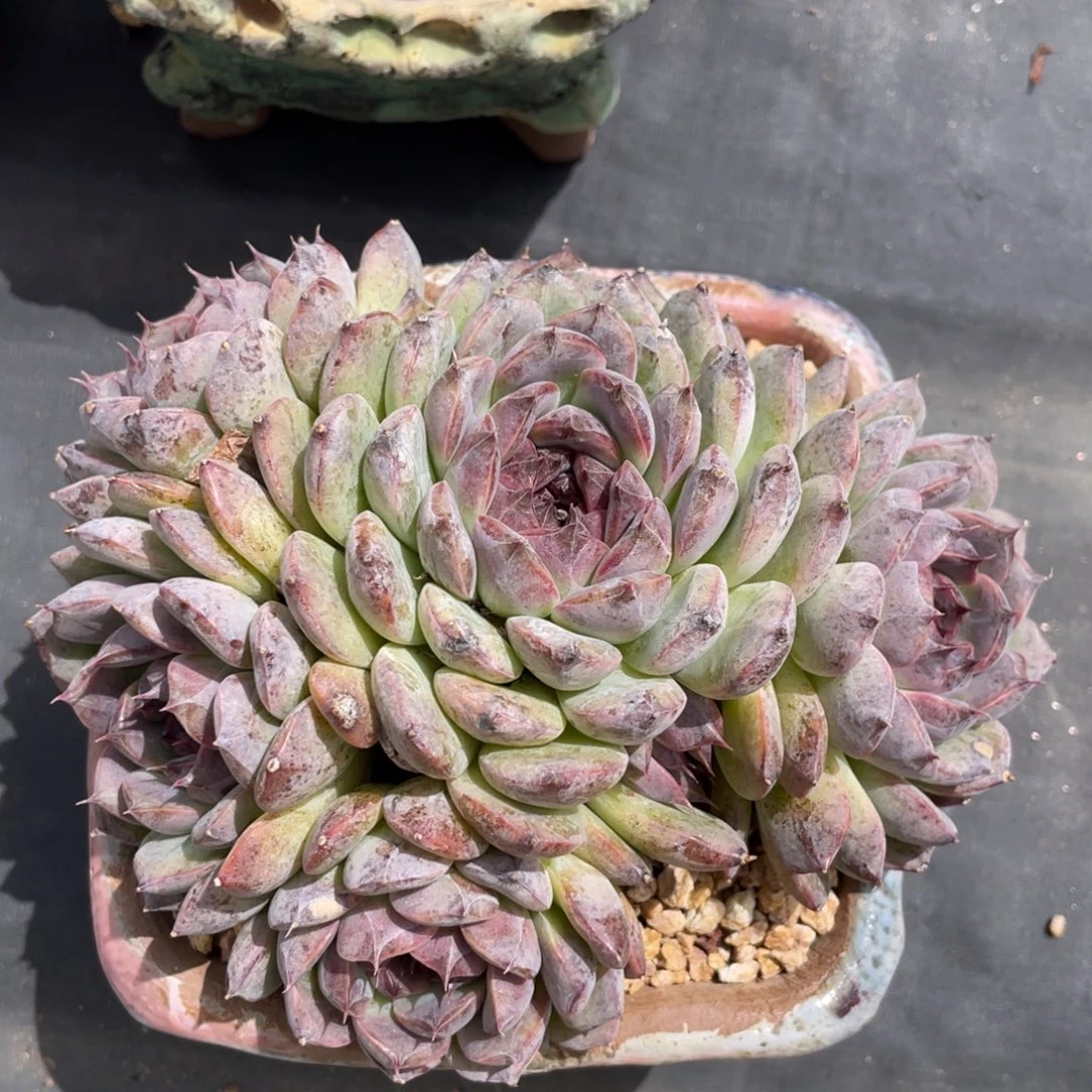 黑水晶整装无砍群