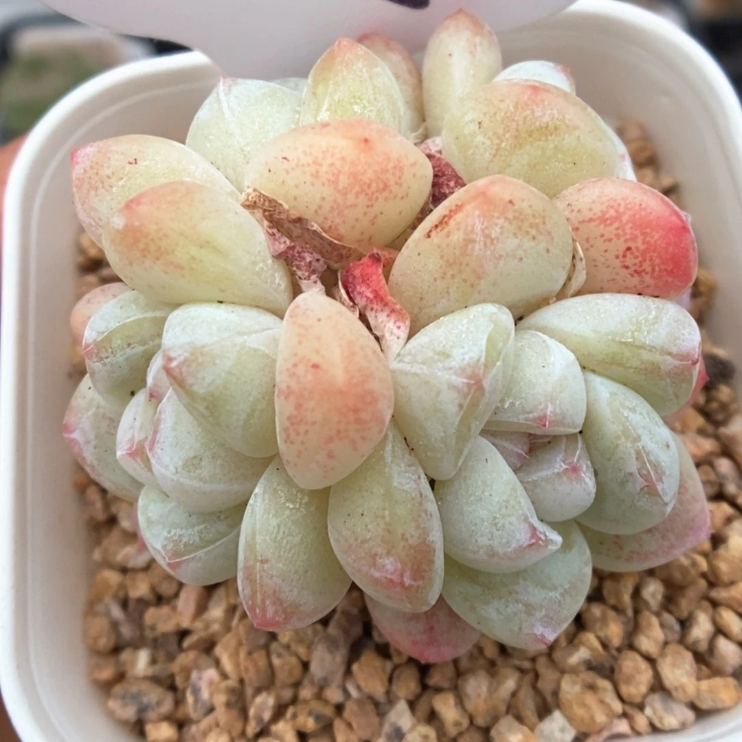 冰玉群生可拍525号。