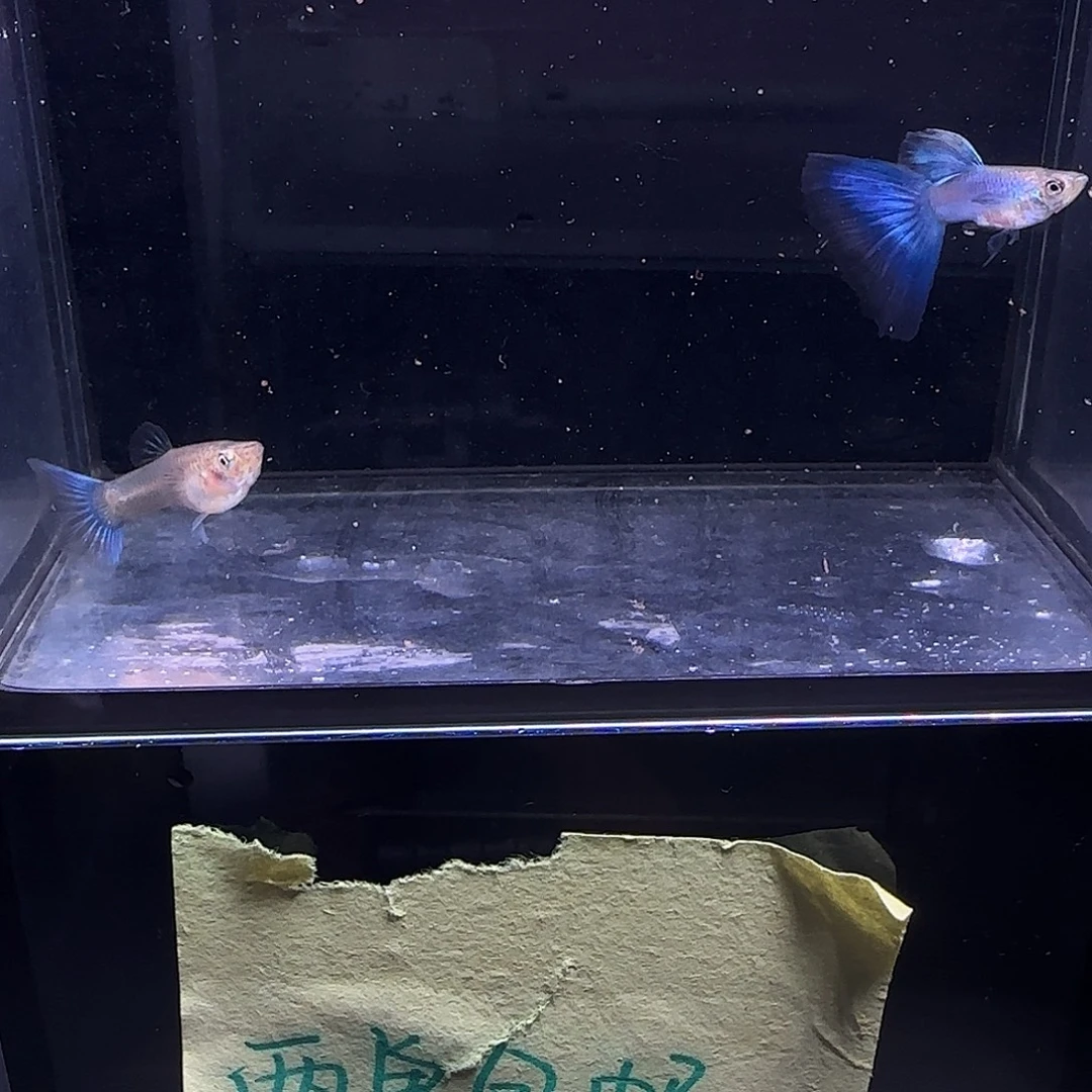 孔雀鱼新加兰一对