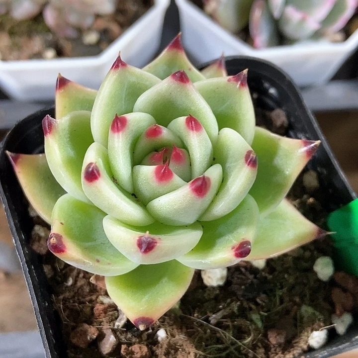 多肉植物蓝龙828