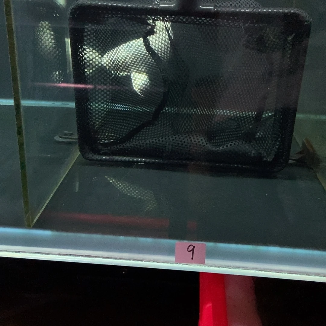 ****蝴蝶鲤鱼9号白色蝴蝶鲤