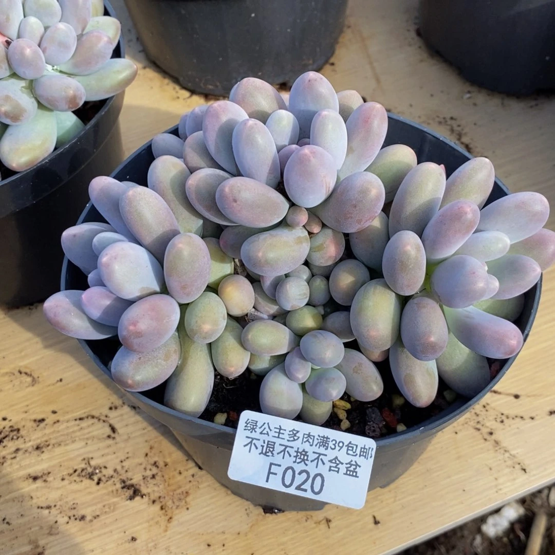 020蛋黄奶多肉15cm