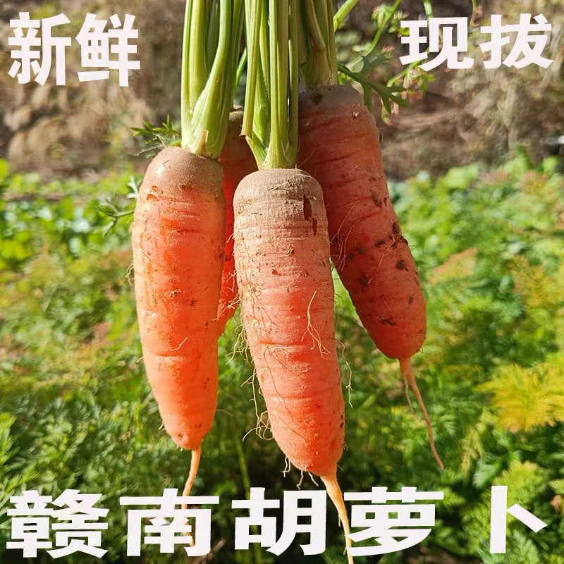 江西新鲜小胡萝卜农家本地自种绿色蔬菜现挖现发清甜味美童年味道