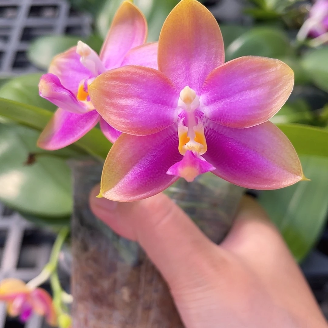 完全开放2.5玛丽龙