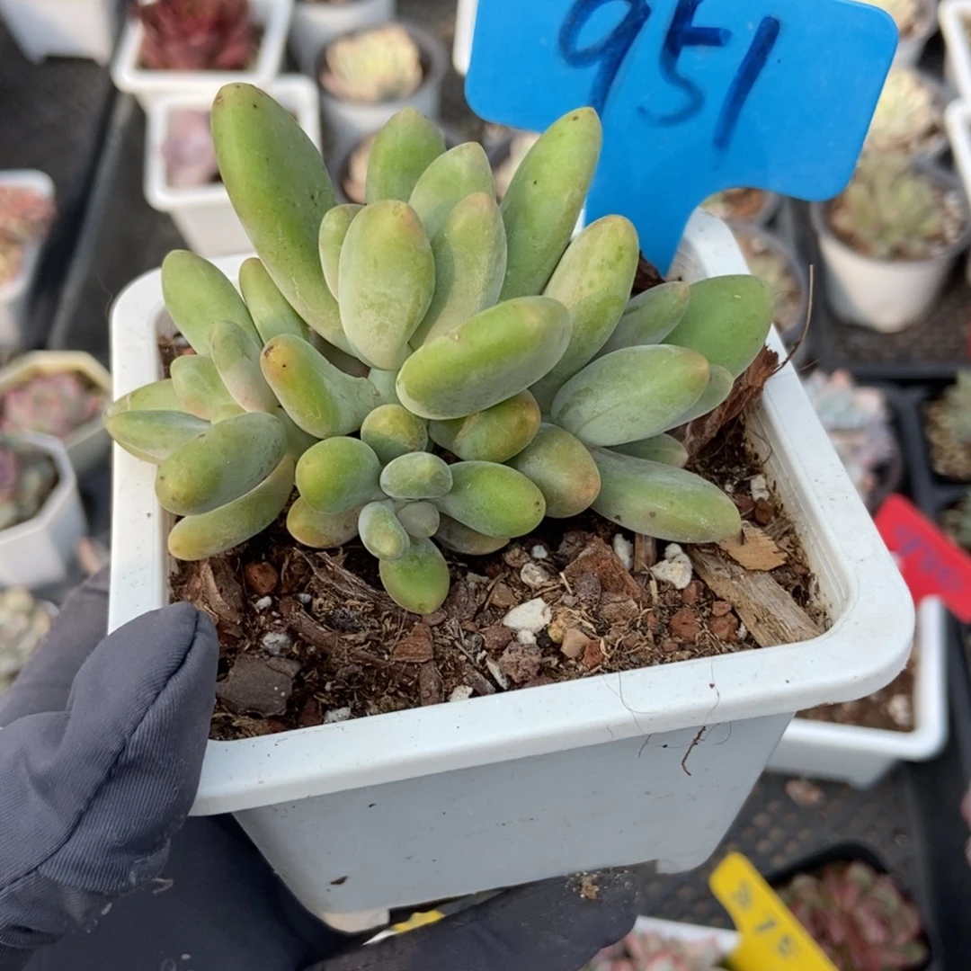 951芒果奶多肉植物