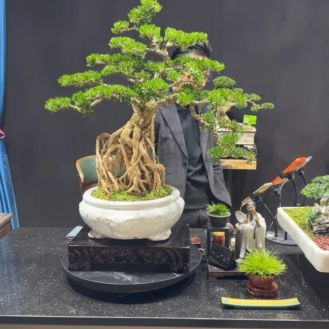 以实际为准黄杨室内室外盆景艺术