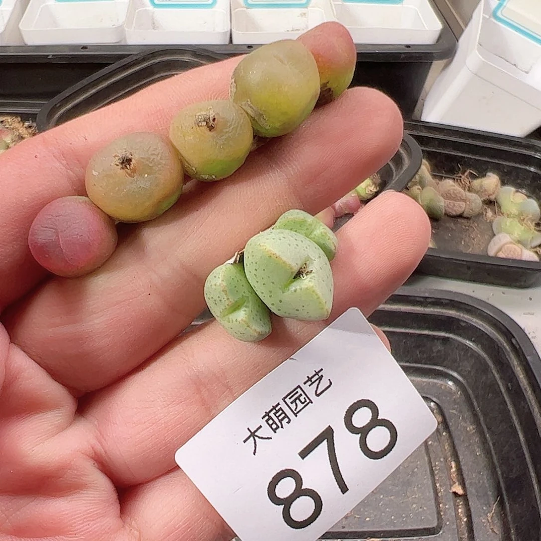 0000878 一物一拍……