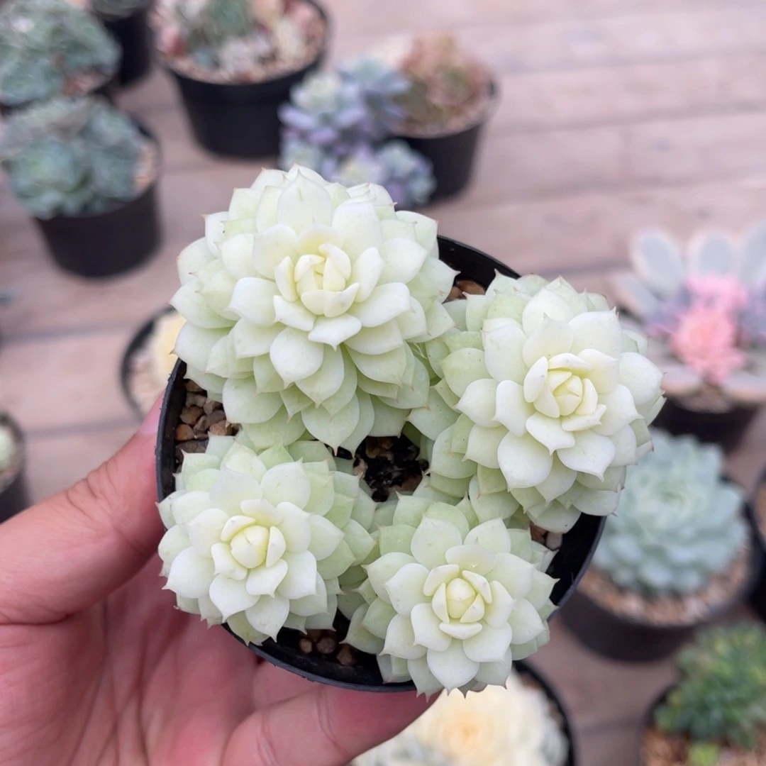 今日特价静夜锦不包整满68包邮